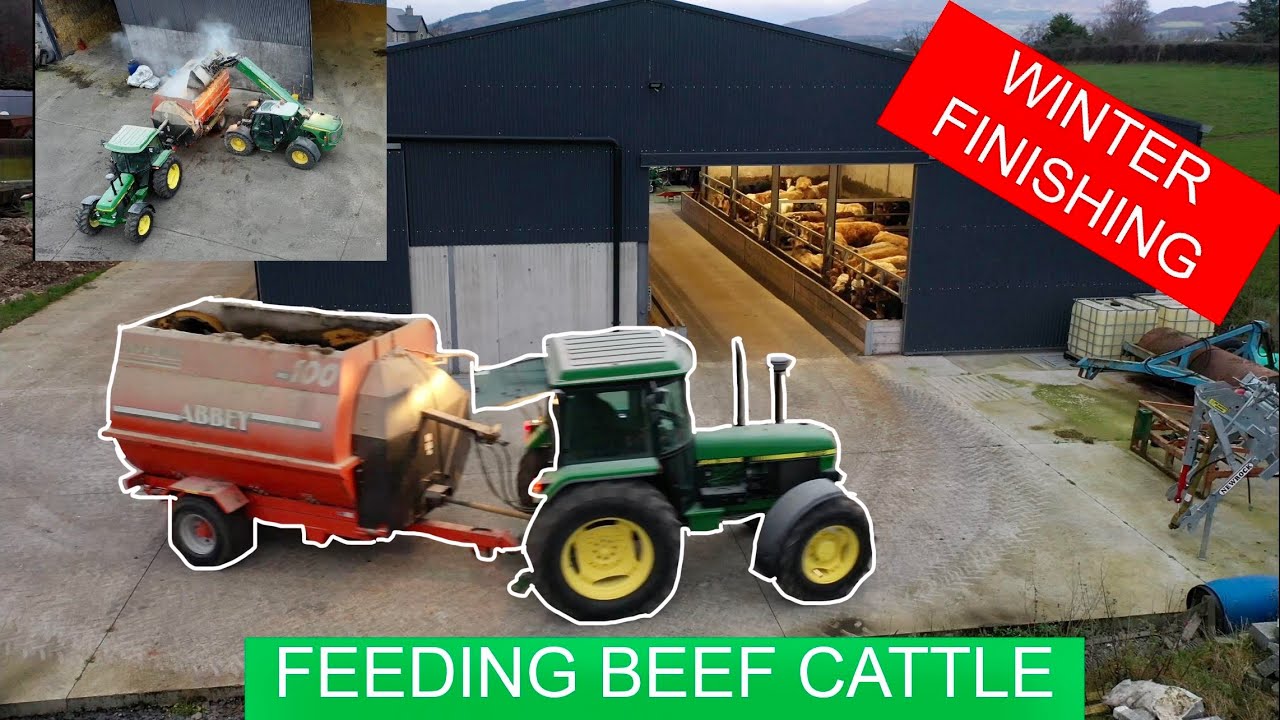 WINTER FINISHING, FEEDING BEEF CATTLE