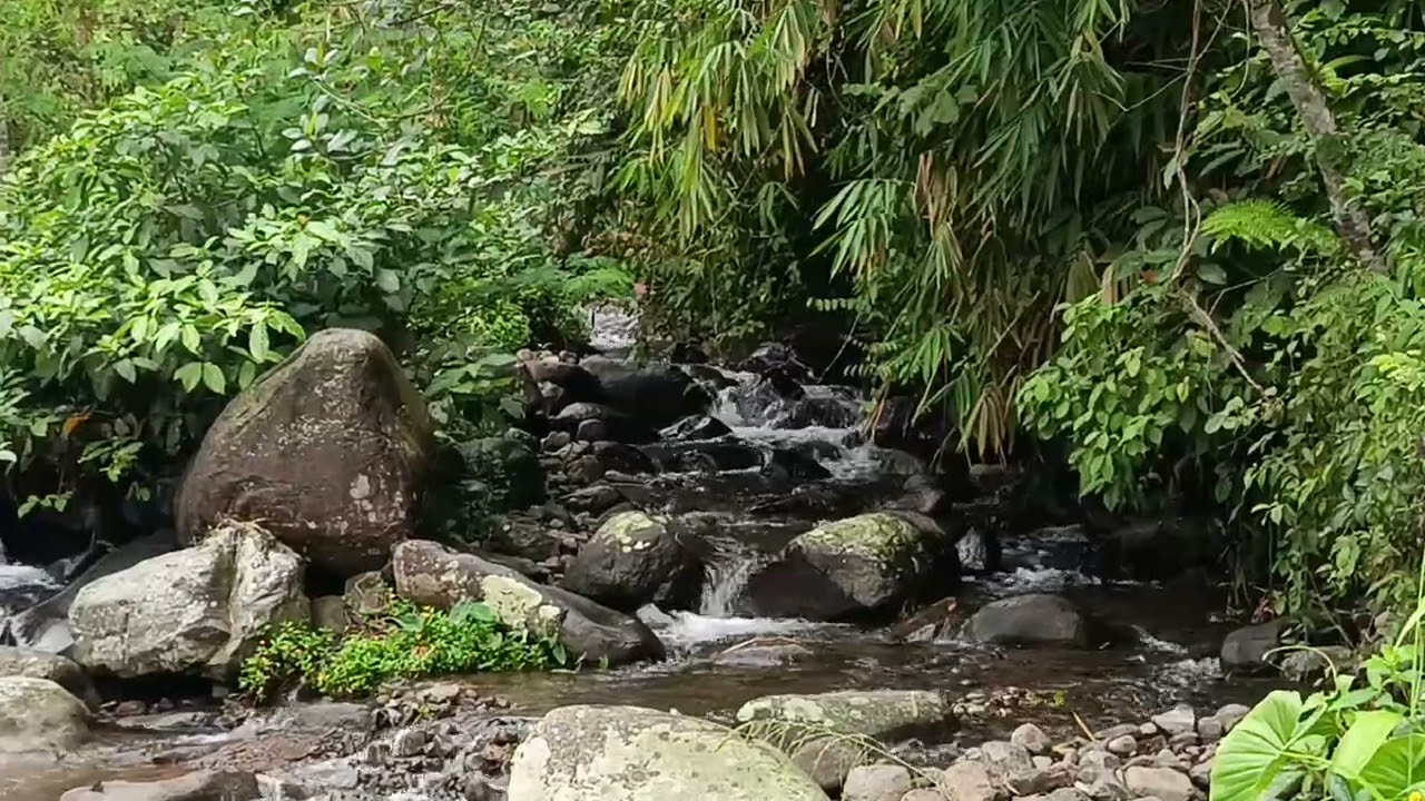 Beautiful Rice Field, Rivers And Mountain With The Sound Of Nature