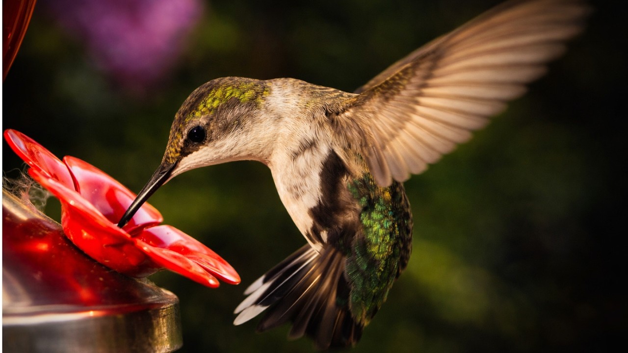 Hummingbirds Gather at the Feeder 🐦  | ハチドリが集まるフィーダー 🐦 静かな自然ASMRから活発な採餌へ