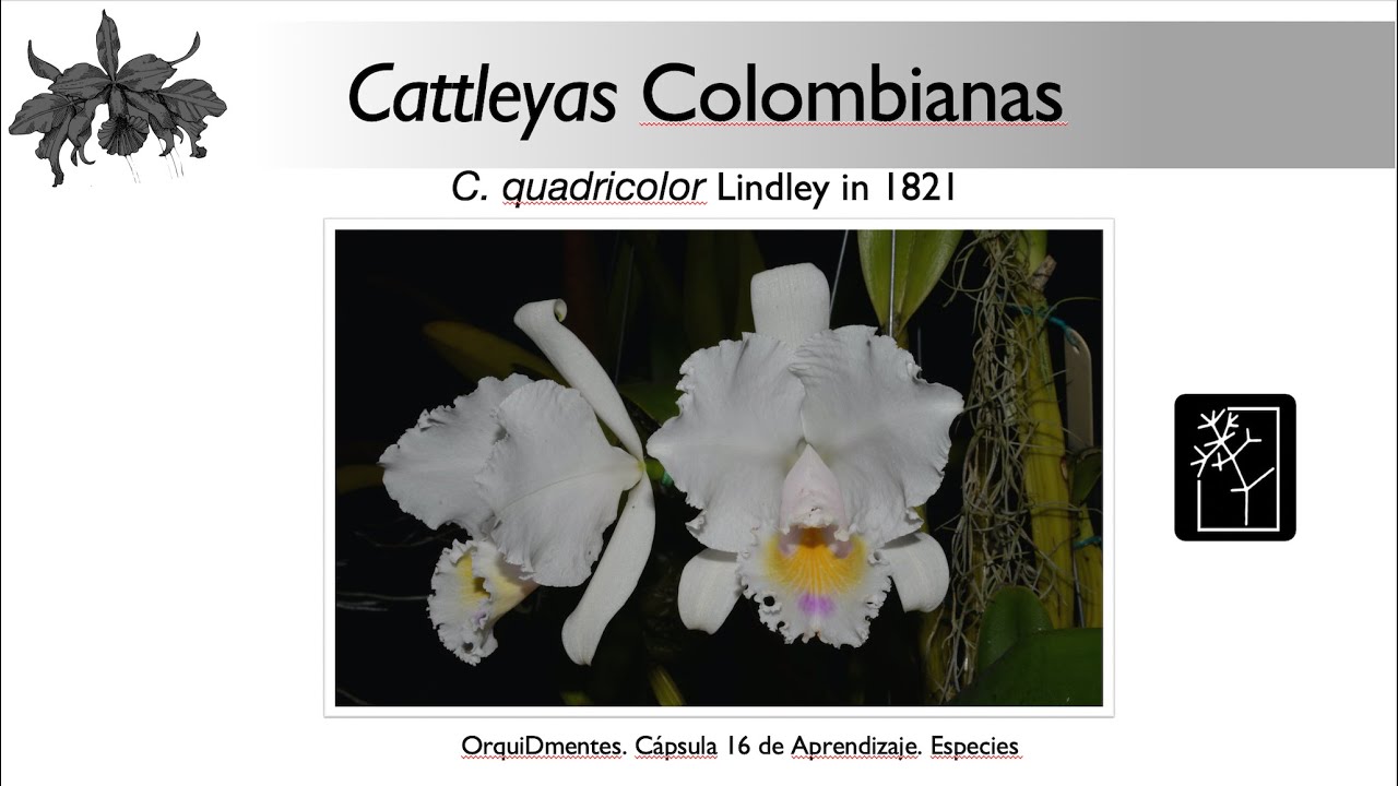 Cápsula 17 / Especies de Cattleya. C. quadricolor #orchids #orchidaceae #orquideas
