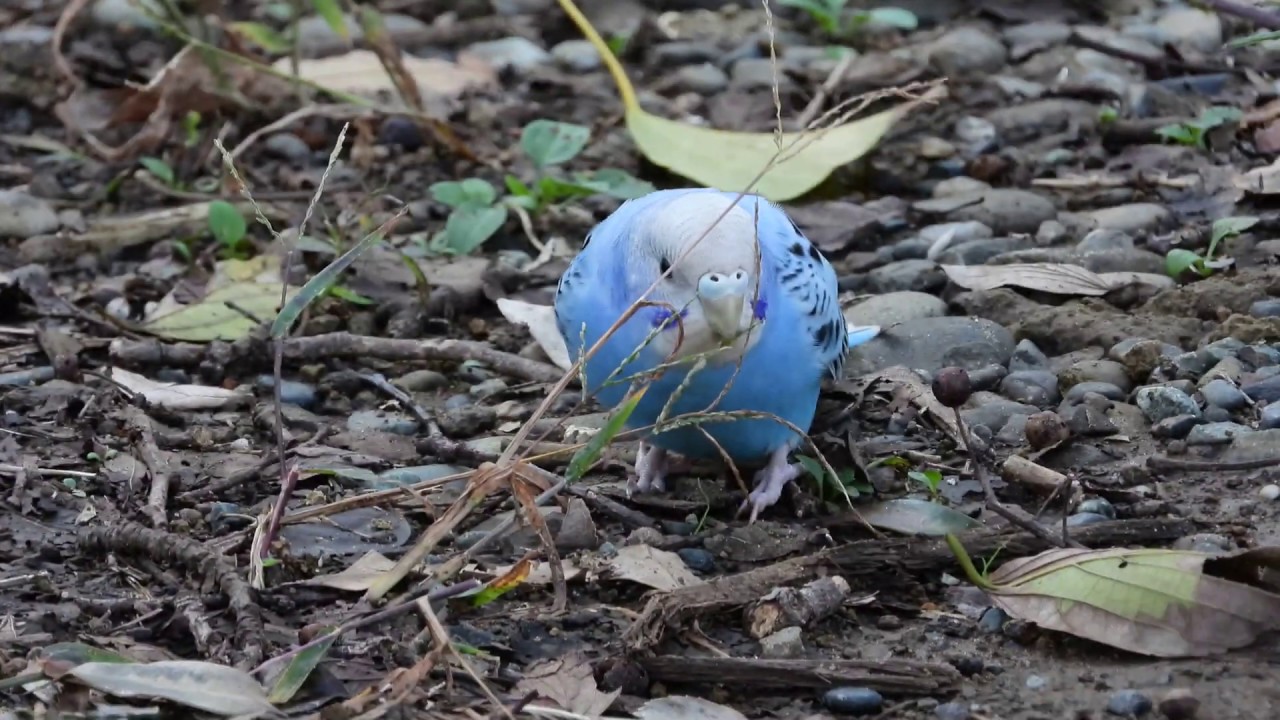 衣笠公園　野生化した　セキセイインコ　ブルー　４K