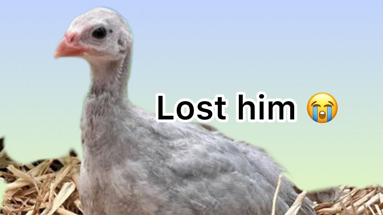 Chicky is no more 😢 | Farm attack by Crows 🐦‍⬛ | Can I recover from this ? #petsvlogs 