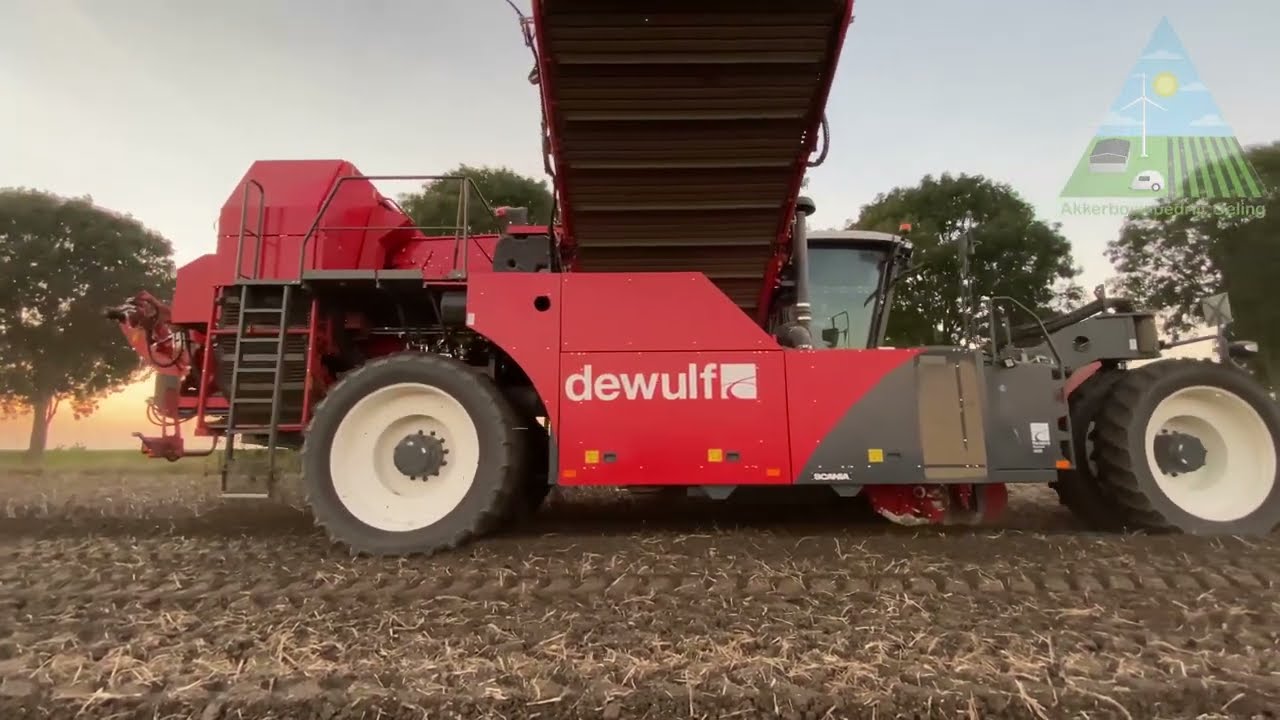 Aardappels rooien Dewulf RA3060 | Akkerbouwbedrijf Geling | 2021