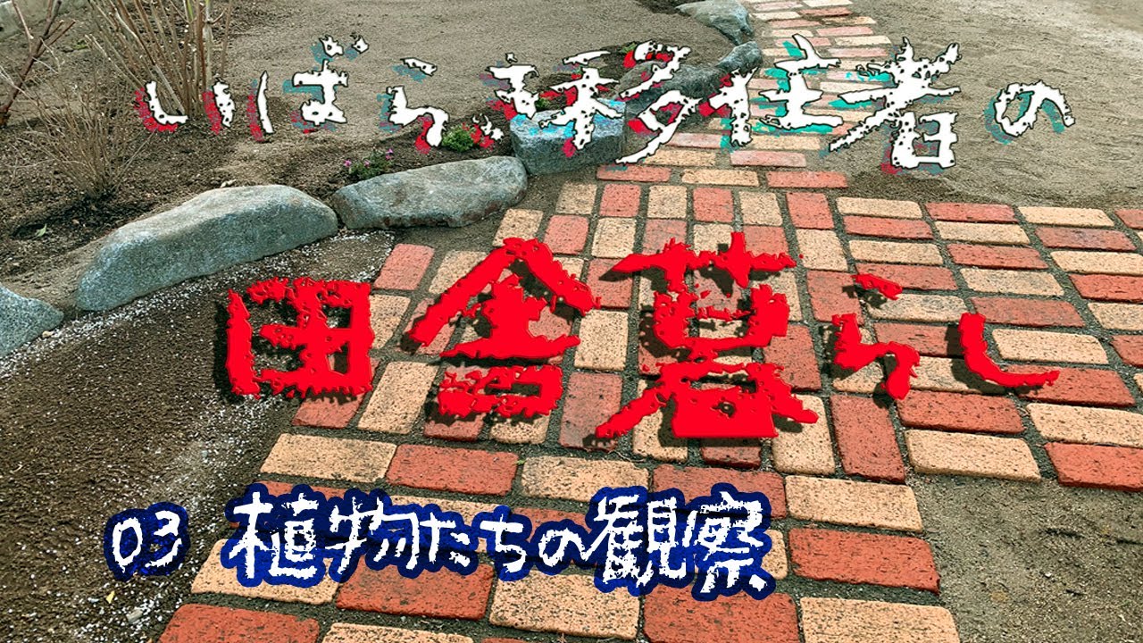 田舎暮らし03植物たちの観察
