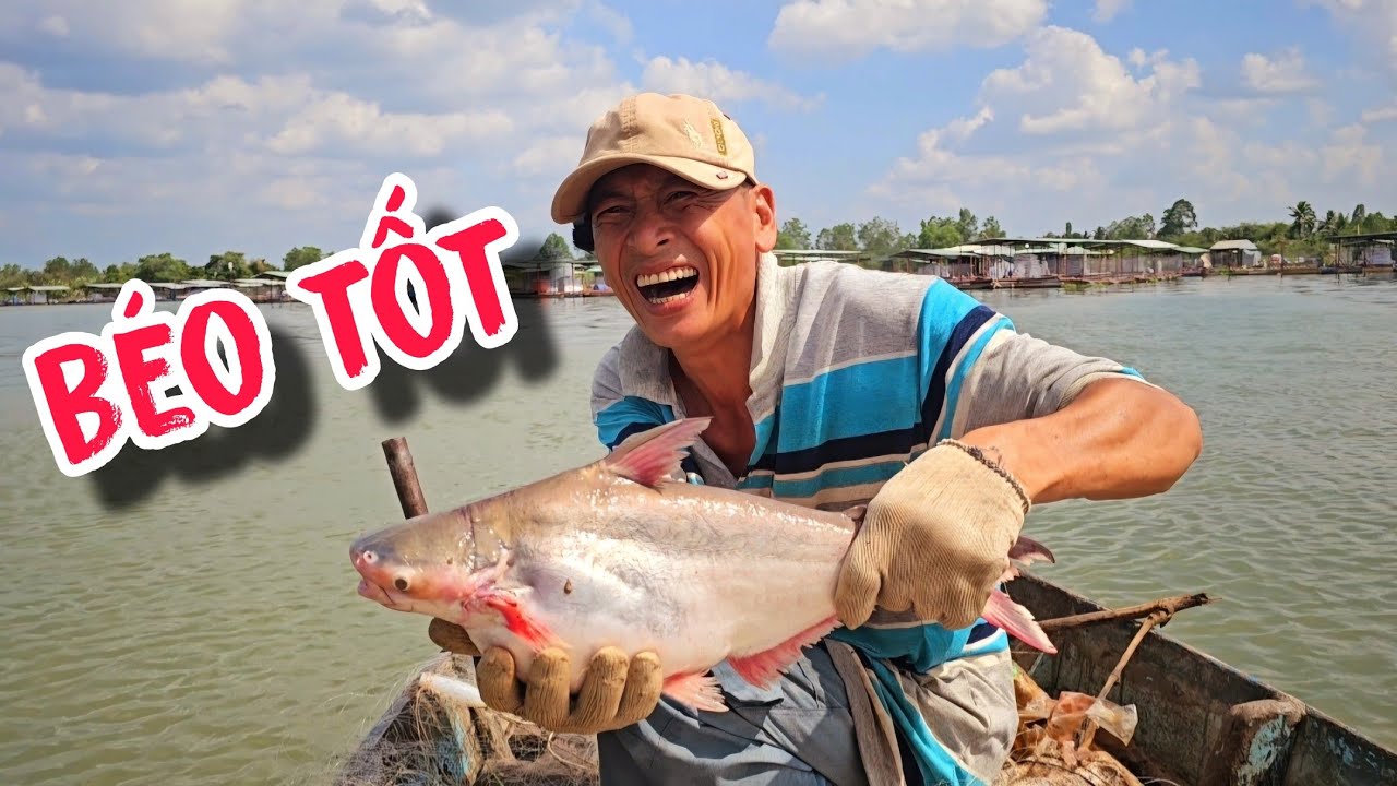Cá Uống Nước No Căng Bụng , Giăng Tay Lưới Ngay Ổ Basa | #66TV #fishing
