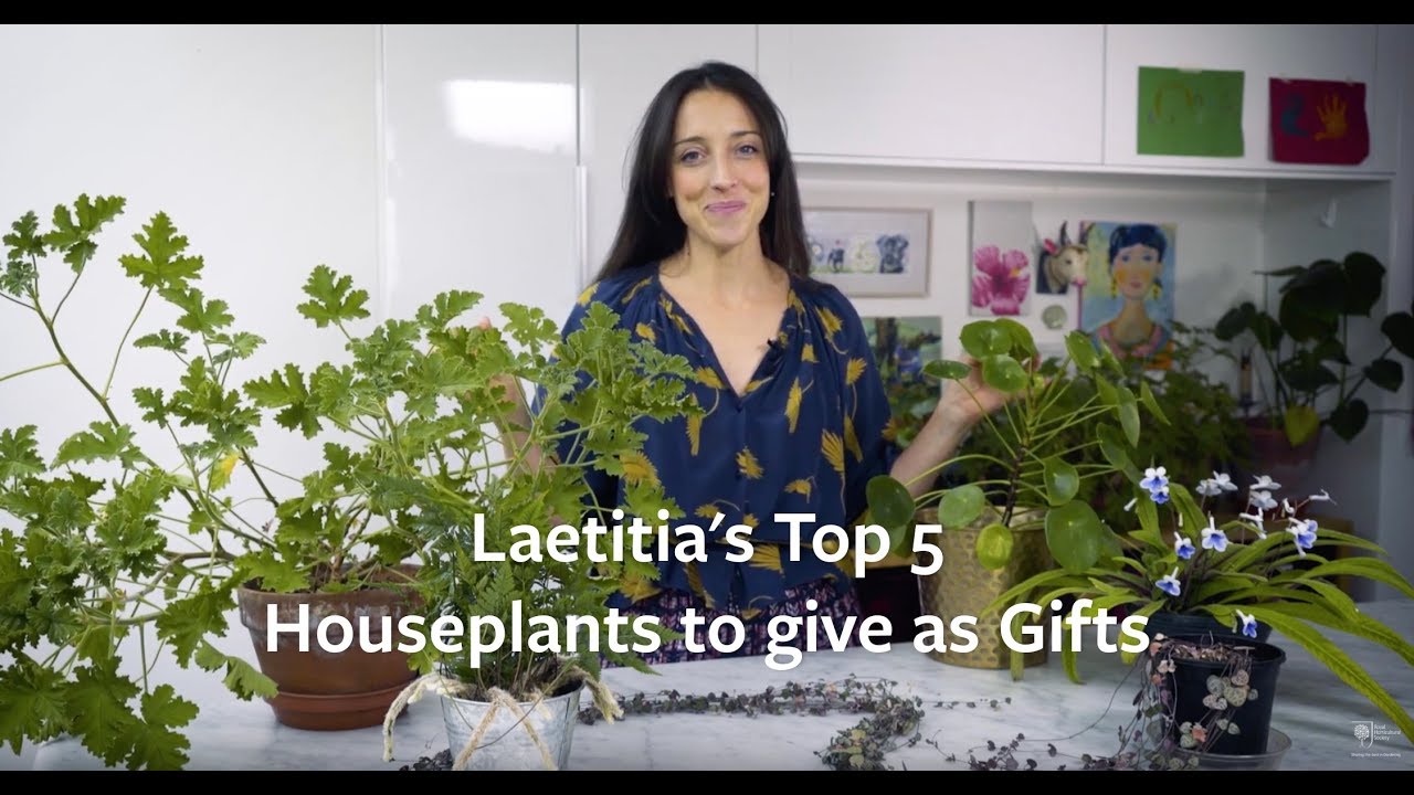 Laetitia's top 5 houseplants to give as gifts | Grow at Home | Royal Horticultural Society
