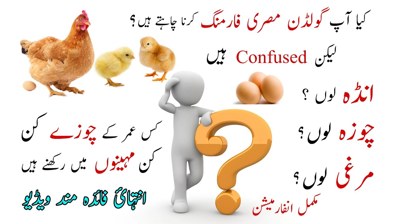 Golden Misri Hen Farming in pakistan || Basic Guide to New Farmer