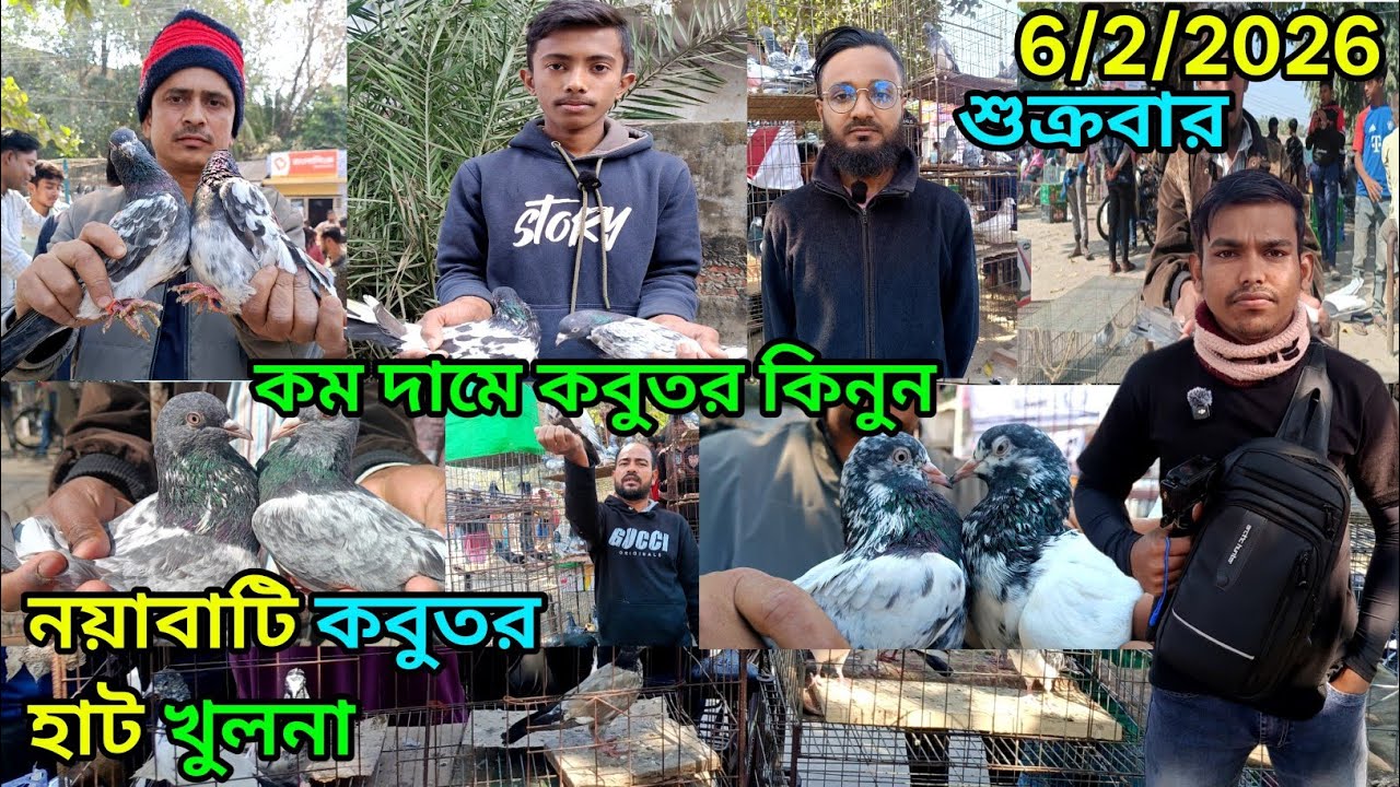 নয়াবাটি কবুতর হাট খুলনা High Flyer কবুতর Largest pigeon market খুলনা #খুলনাকবুতরহাট #pigeon #foryou