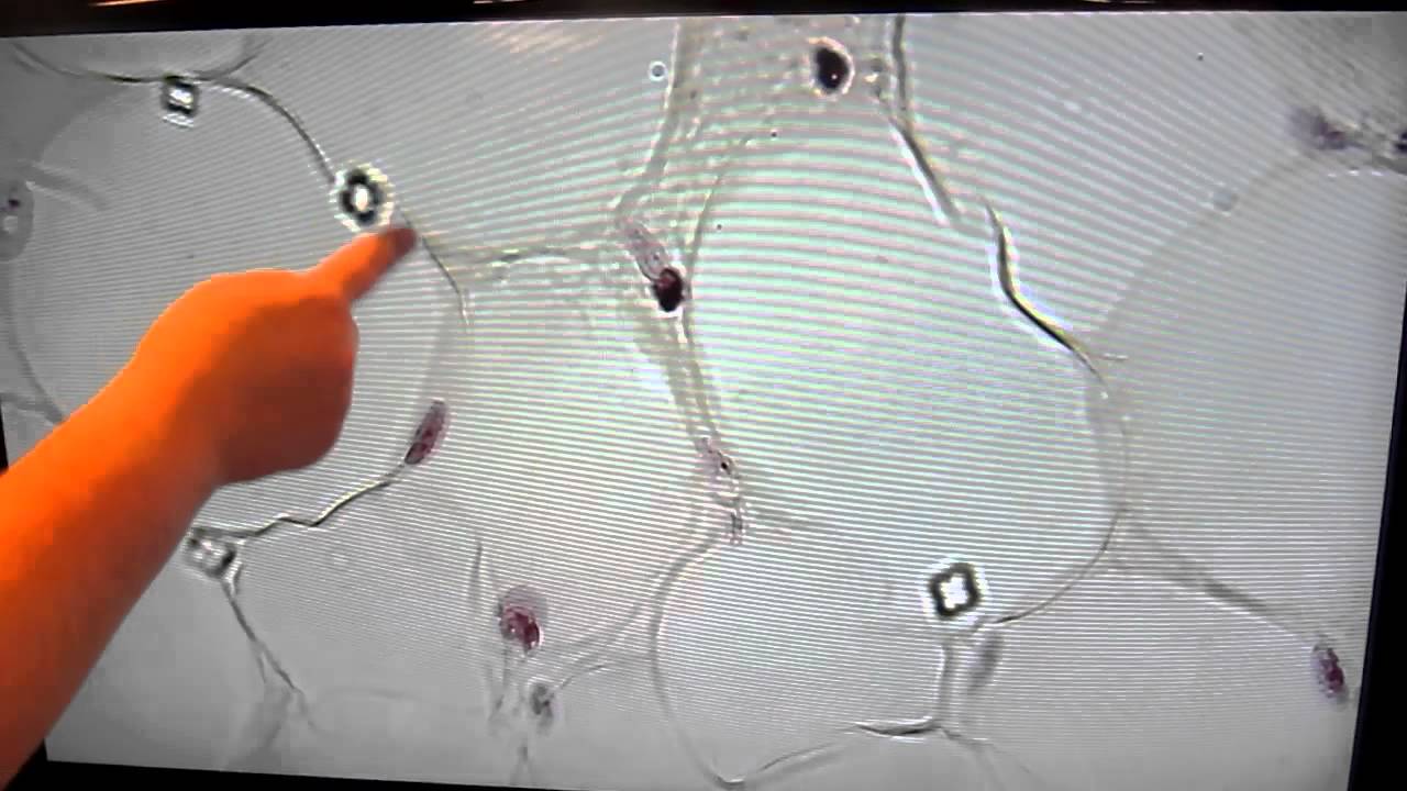 Adipose Tissue