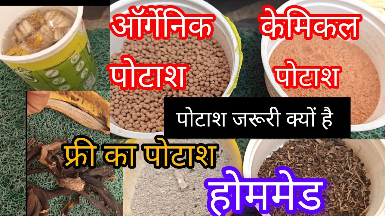 Potash Fertilizer Benefits/ How to Use Potash Fertilizer for Plants/ Potassium Fertilizer for Plants