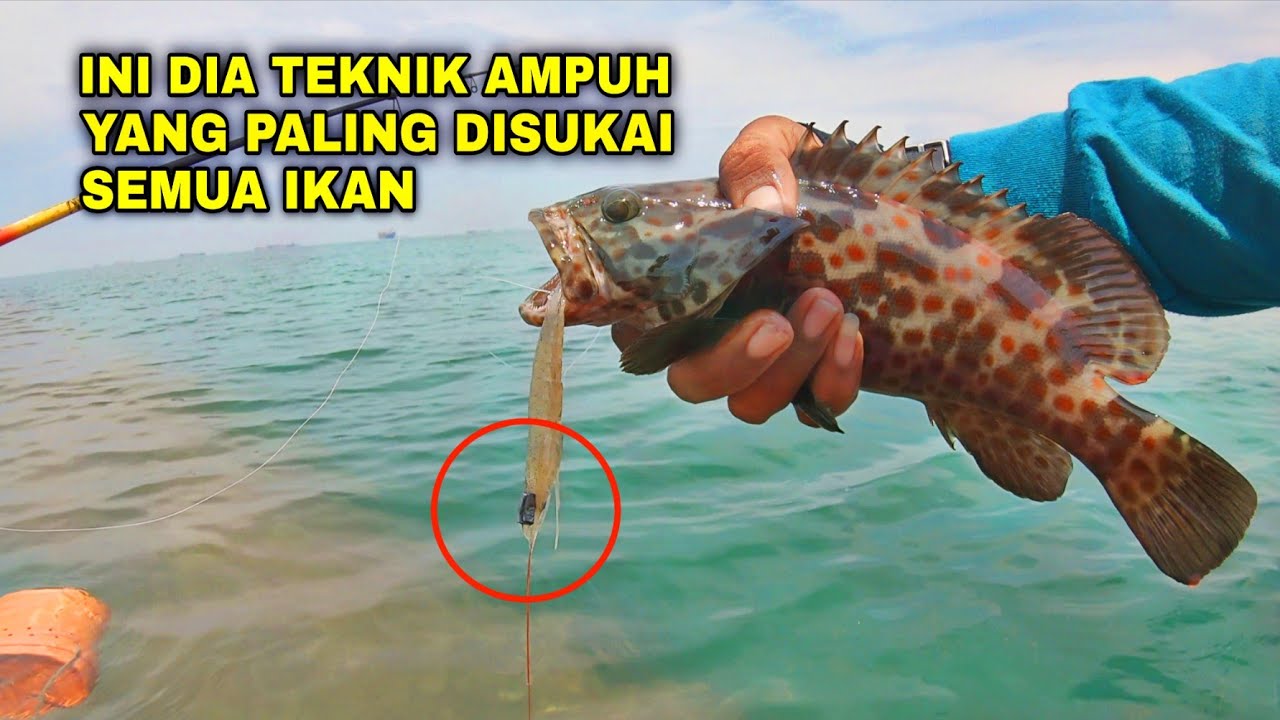 TEKNIK RAHASIA PEMANCING TRADISIONAL‼️DIJAMIN PANEN BANYAK IKAN BESAR MENGGUNAKAN TEKNIK INI