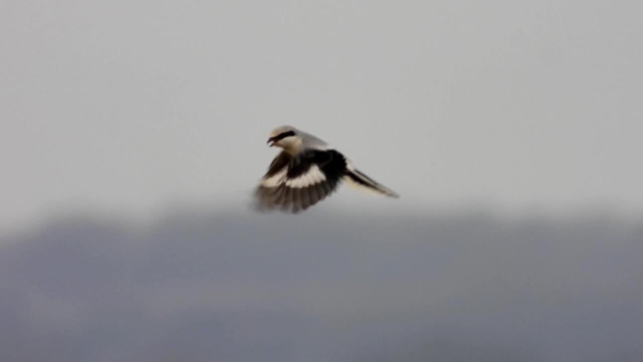 Great Grey Shrike at Fillingham, Lincs.  HOVERING on 08/02/2026