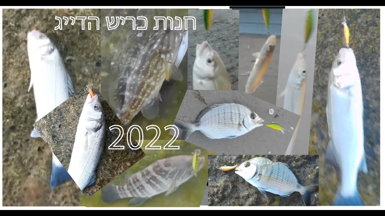 Fish Roulette! | 2022 רולטת דגים ולברקים | Rami the shark כריש הדייג