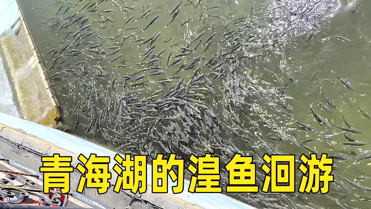 青海湖的湟鱼洄游，自然界的一大奇观，太神奇了！【大海去旅行】