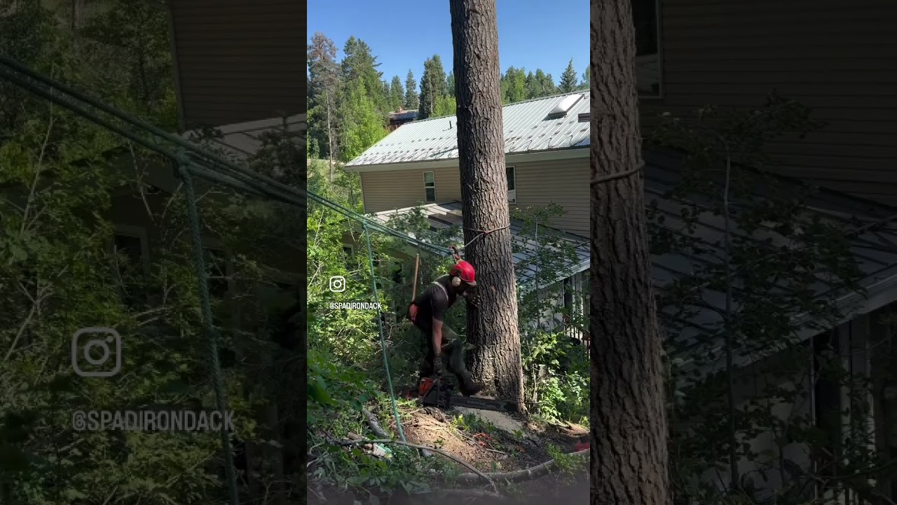 Tree Felling