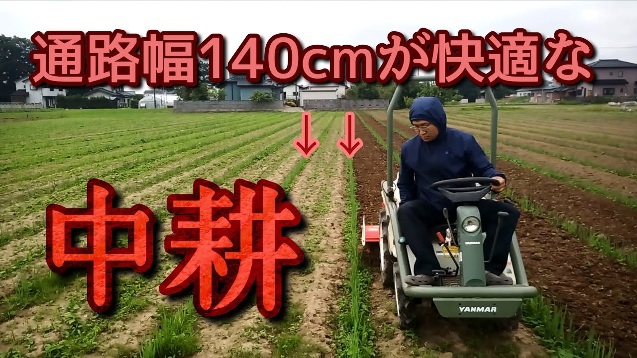 【長ネギ中耕】アグリカネギ栽培の醍醐味＝身体ラク。