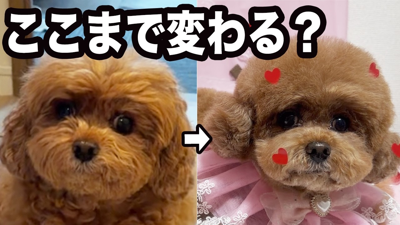 【トイプードル】もさもさから理想のくまさんカット完成！
