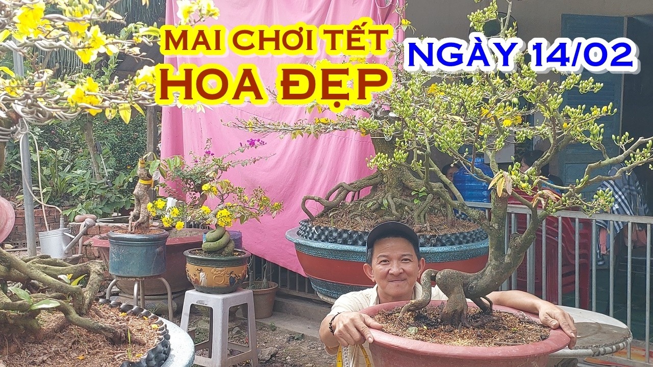 ANH NĂM 📲 O788822277 GIÁ TỐT - MAI TỨ QUÝ , MAI VÀNG GIAO LƯU NGÀY 14/02 