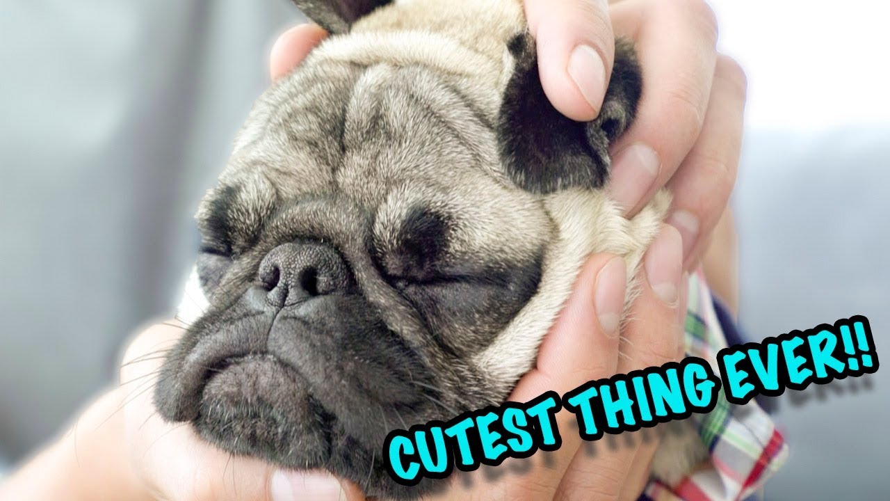 DIY SLEEPY PUPPY PUG! (45 SECONDS)