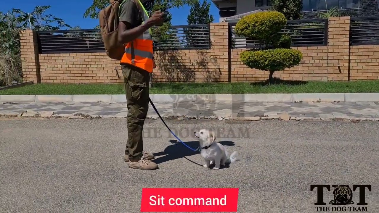 Maltese Obedience Training 