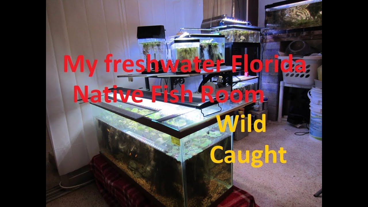 My Freshwater Florida Native Fish Room Aquariums