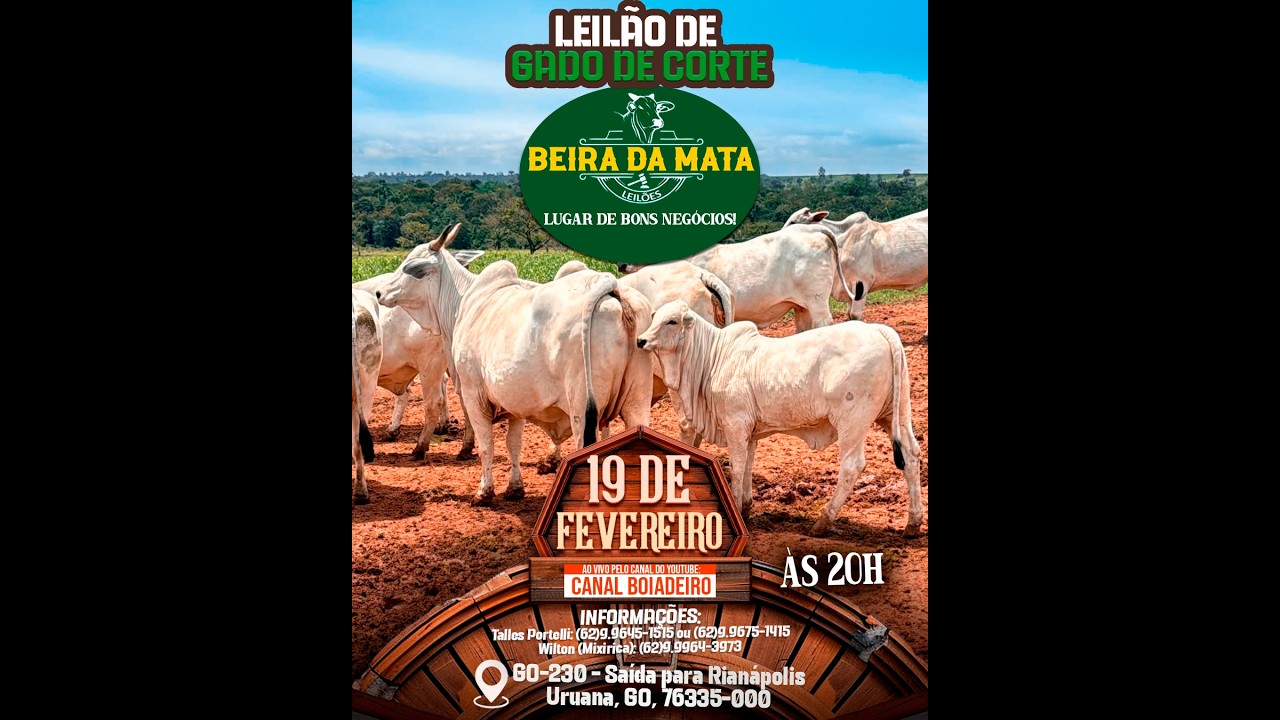 Beira da Mata Leilões - Uruana GO - Leilão de Gado de Corte em Goiás @canal.boiadeiro #live #gado