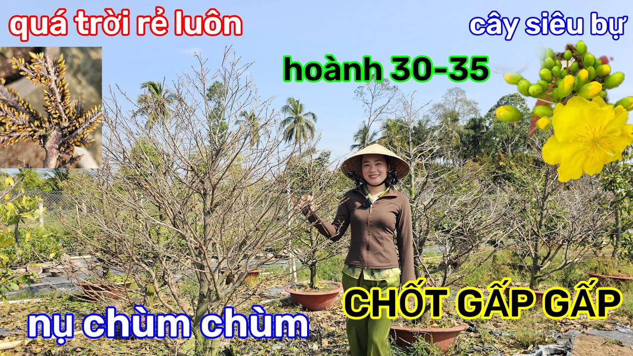 🌲31/1☎️vườn mai Chị Nhi☎️giảo thủ đức rin🌲xả rẻ chấn động🌲hoành 30-35🌲1tr-1tr1-1tr2