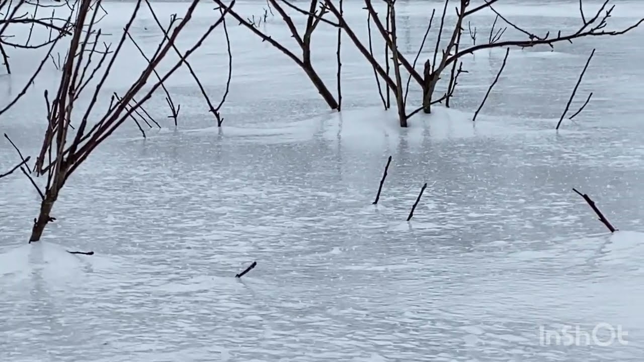28.02.26. Последний день зимы выдался дождливым. А я пополняю дровницу в доме. 