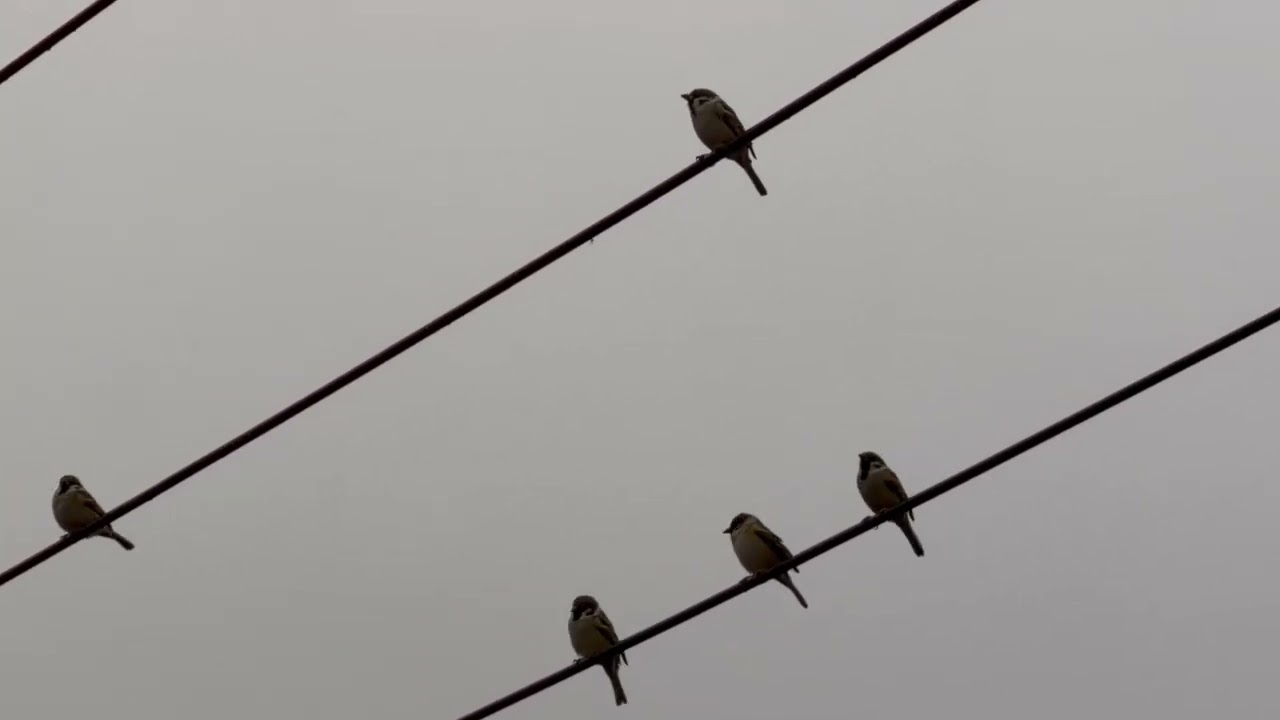 2026年2月5日　野鳥（スズメ）