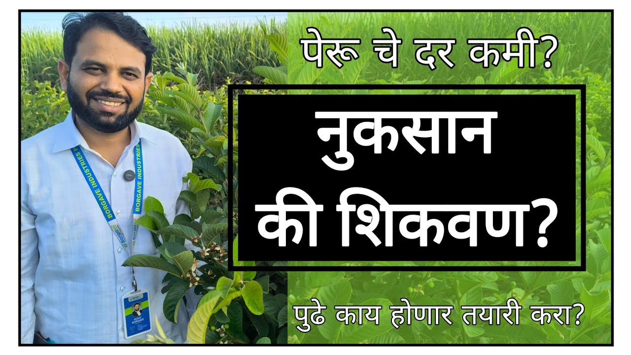 नुकसान की शिकवण ? पेरू चे दर कमी आले नक्की काय विषय?#borgave #पेरू #अमृत #बोरगावे_टेक्नॉलॉजी #guava 