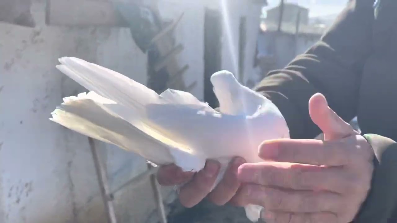 Yoğun talep üzerine (ERZURUMLU ÖMER AMCA ) gene herkesin memnun kaldığı kuşlar