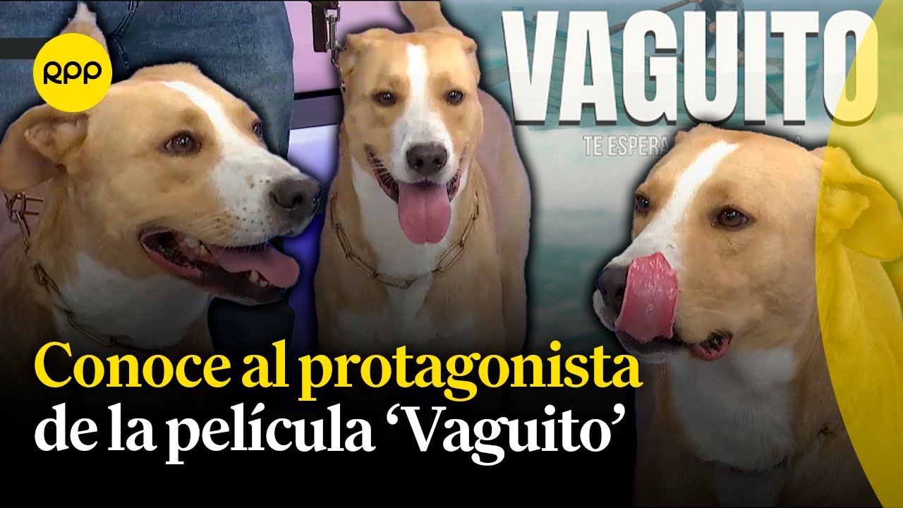 Conozcamos la historia de 'Vaguito', el perrito que protagoniza una película peruana