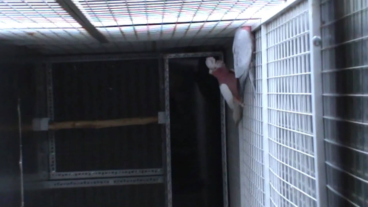 Galah Parrot Nest Box Design