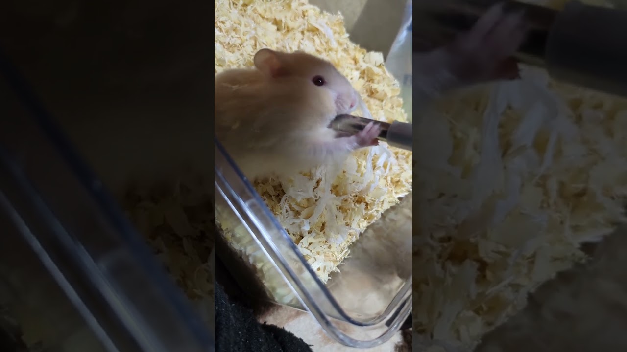 ゴールデンハムスター長毛アルビノ。可愛い仕草。行動