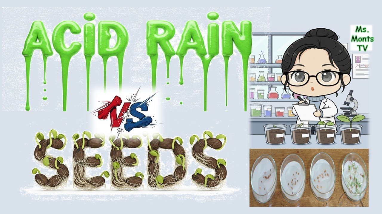 Acid rain vs. seeds | Environmental Effect of Acid Rain on Seed Germination