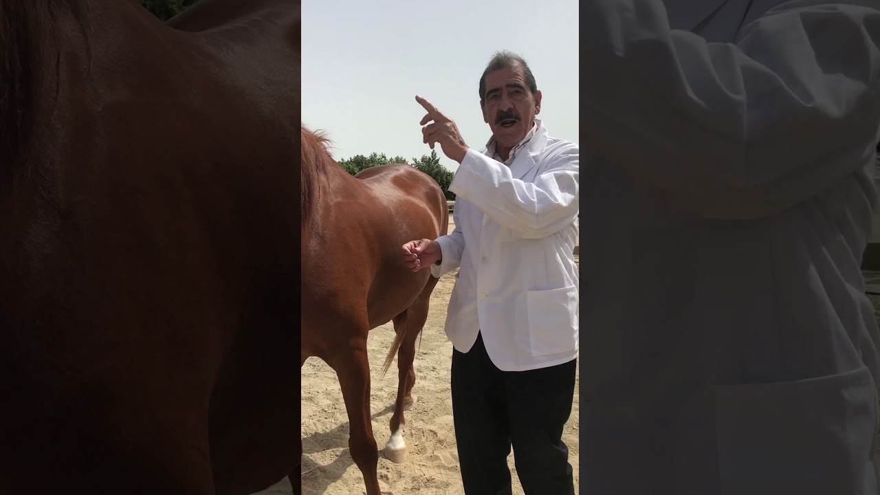 الشَعَر في الخيل