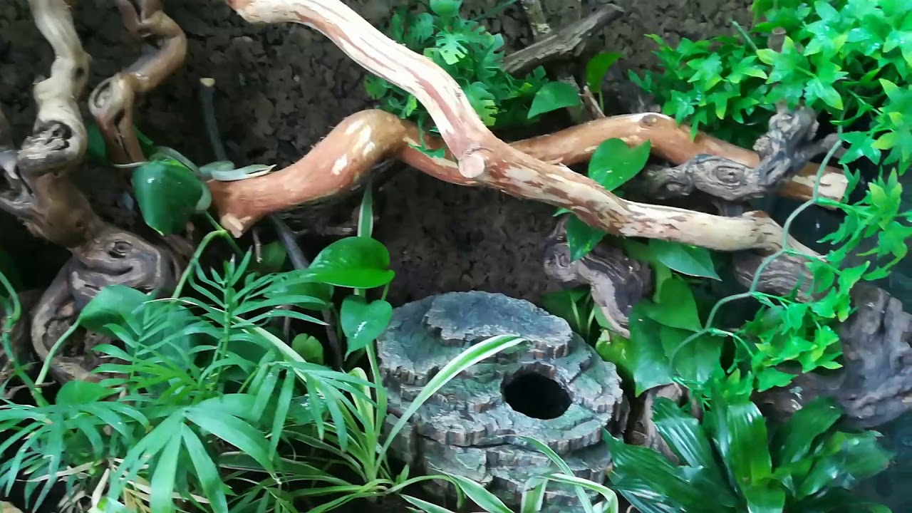 Suivi d'élevage Gonyosoma boulengeri elles grandissent bien