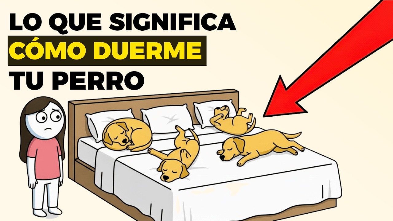 Psicología de los Perros que Duermen en Diferentes Posiciones (Lo que Revela sobre su Personalidad)