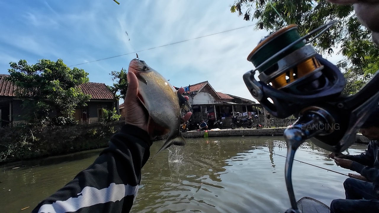 Mancing Borongan RP 5 Juta Bawal Babon Umopan Daging Ayam Vs Cacing