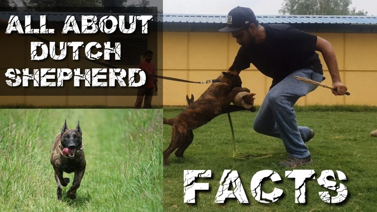 DUTCH SHEPHERD !! Kya Dutch Shepherd First Time Owner Ke Liye Hai ! All About Dutch Shepherd |