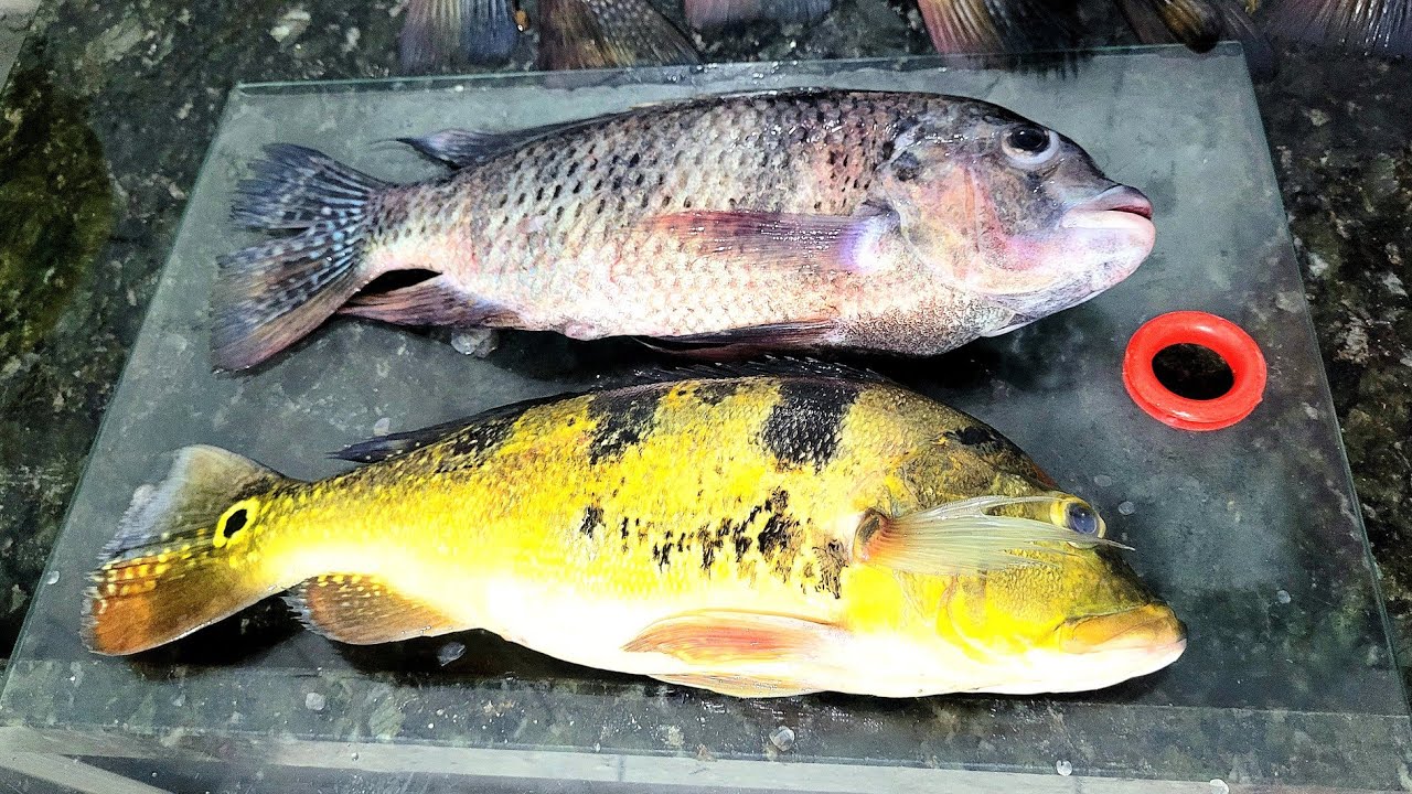 Jeito f&aacute;cil de Tirar Fil&eacute; da Til&aacute;pia e do Tucunar&eacute;, f&aacute;cil e r&aacute;pido #file #tilapia #tucunare