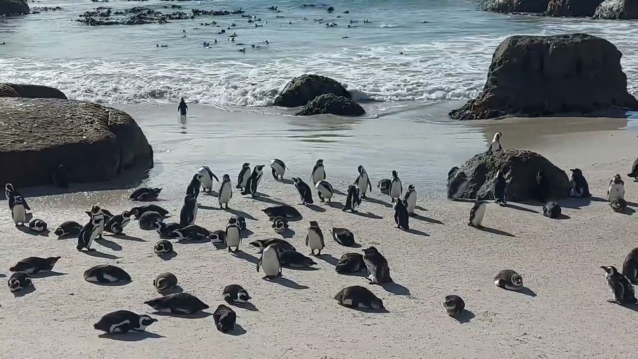 Boulders Beach Penguin Cottage - Simon's Town Cape Town