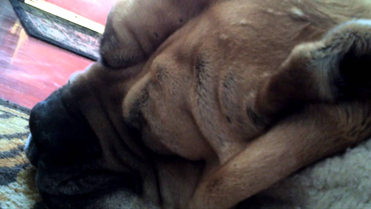 FORMER DEVORE- Bait dog- abused.. Now Snoring on a soft doggy bed