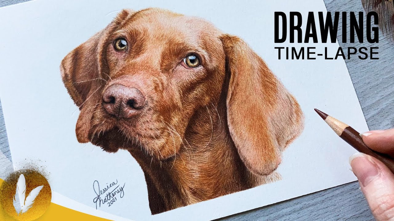 Realistic Colored Pencil Drawing Vizsla Dog | Drawing Timelapse