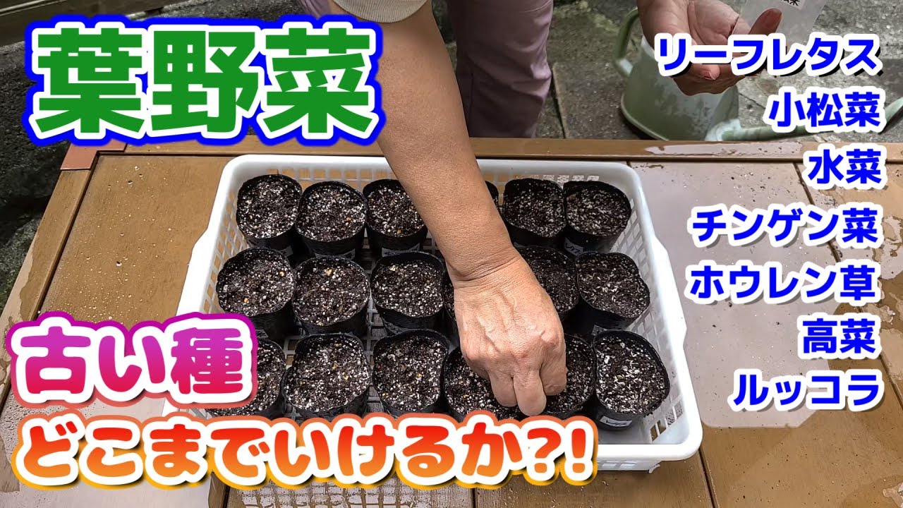 【ゆる動画】葉野菜種まき～発芽／古い種どこまでいけるか?!／リーフレタス・小松菜・水菜・チンゲン菜・ホウレン草・高菜・ルッコラ