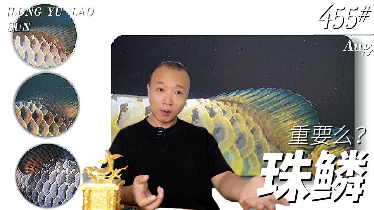#455 金龙的珠鳞如何看待？