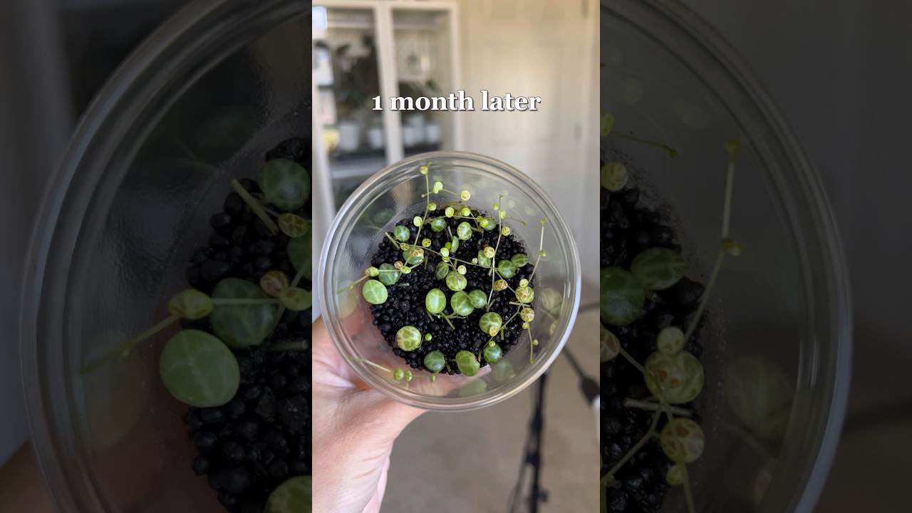 Propagating String of Turtles! 🐢 #propagation #beforeandafter #plants