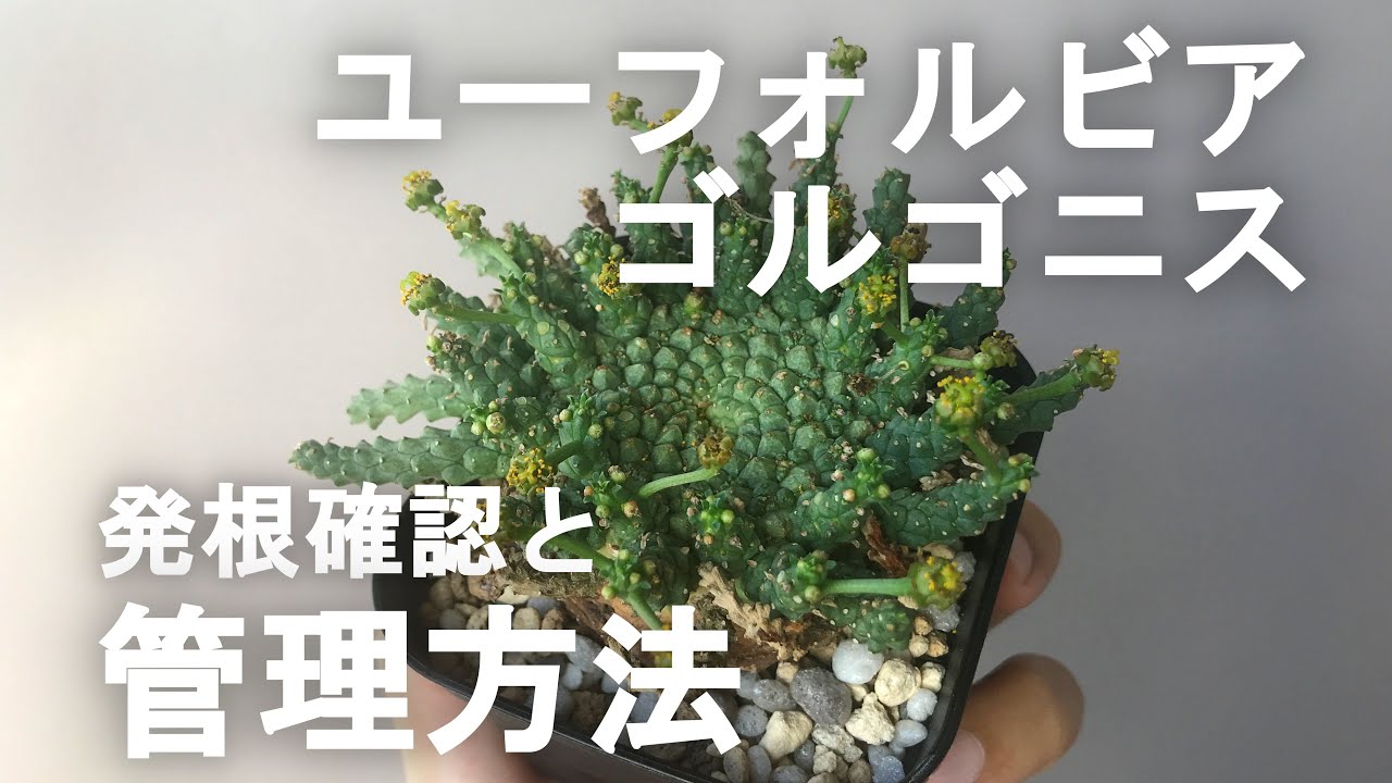 ユーフォルビア・ゴルゴニス発根管理② 発根確認と管理方法