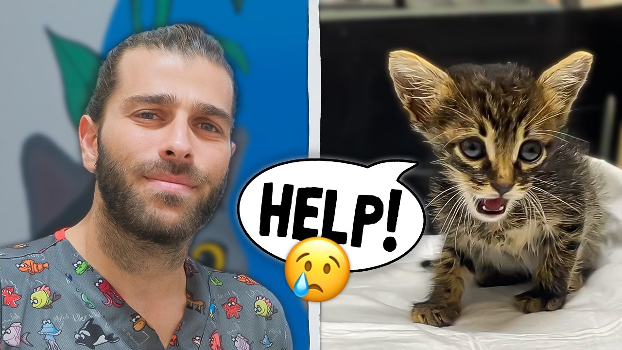 Котёнок ПОТЕРЯЛ МАТЬ! (Это был один снаружи!)