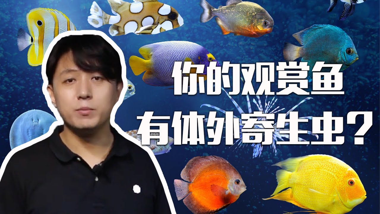 【亮哥养鱼】观赏鱼有体外寄生虫病？别怕，亮哥帮你！